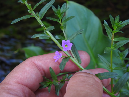 Lythrum junceum