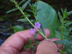 Lythrum junceum