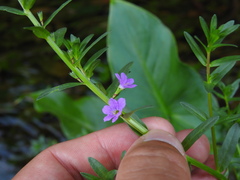 Lythrum junceum, photograph (c) Duarte Frade, some rights reserved (CC BY)