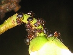 Meranoplus mucronatus