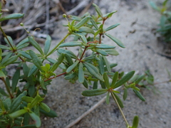Pharnaceum thunbergii