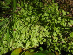 Sibthorpia europaea