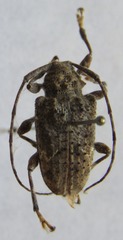 Lagocheirus binumeratus