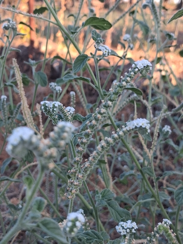 European heliotrope