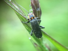 Cyrtomoptera divisa