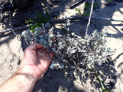 Helichrysum versicolor