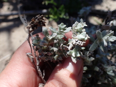 Helichrysum versicolor