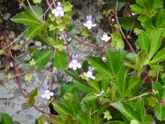 Cymbalaria muralis