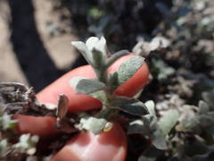 Helichrysum versicolor