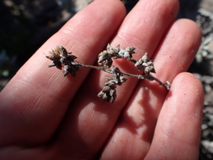 Helichrysum versicolor