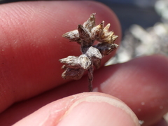Helichrysum versicolor