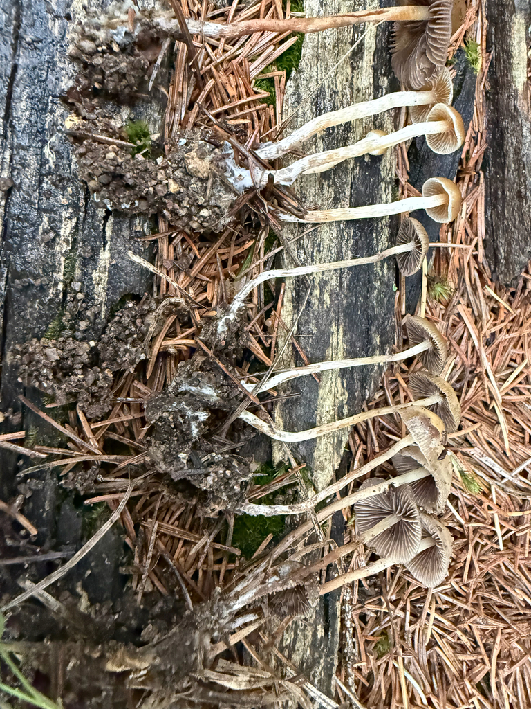 Psilocybe sp. 'PNW02' · August 2026 · photo: Photo: (c) Michael Tidwell, some rights reserved (CC BY) · iNaturalist