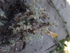 Helichrysum versicolor