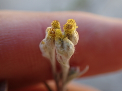 Helichrysum versicolor