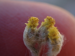 Helichrysum versicolor