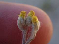 Helichrysum versicolor