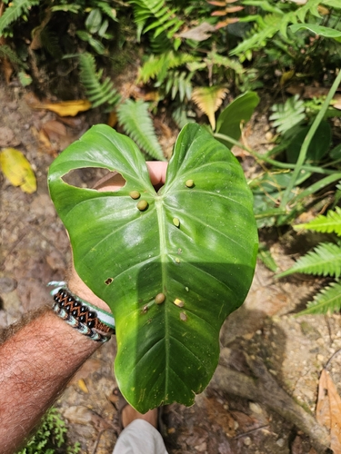 Foto de Guaimbé