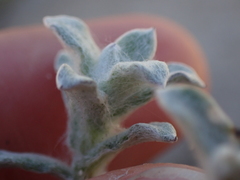 Helichrysum versicolor