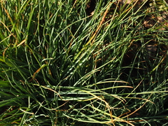 Asphodeline liburnica