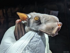 Hypsignathus monstrosus