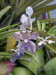 Vanda