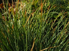 Asphodeline liburnica
