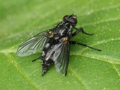 Rhinomorinia sarcophagina