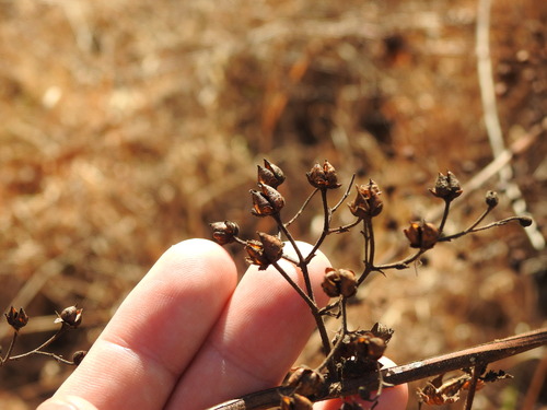 Scrophularia scorodonia