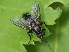 Rhinomorinia sarcophagina