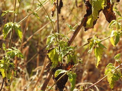 Scrophularia scorodonia, photograph (c) Duarte Frade, some rights reserved (CC BY)