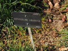Asphodeline liburnica