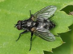 Rhinomorinia sarcophagina