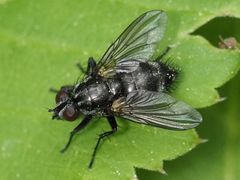 Rhinomorinia sarcophagina