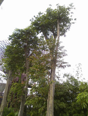 Lagerstroemia calyculata