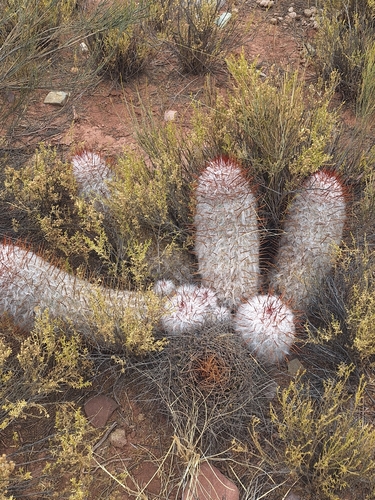Oreocereus trollii
