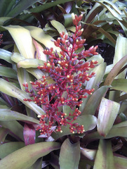 Aechmea fulgens