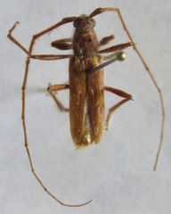 Eburodacrys callixantha