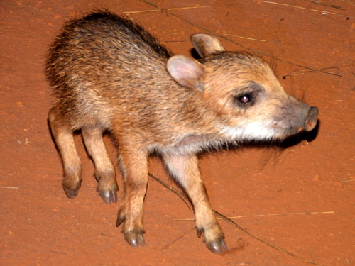 Tayassu pecari albirostris