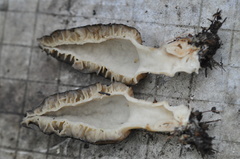 Morchella importuna