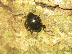 Amarygmus metallicus