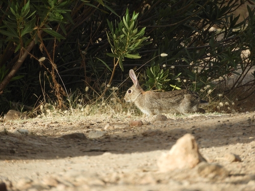 Iberian Rabbit