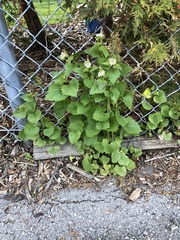 Alliaria petiolata