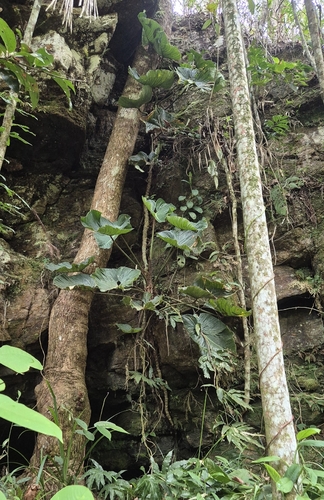 Philodendron ornatum