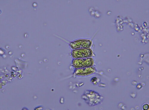 iNaturalist observation photo of Desmodesmus communis