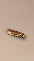 Endrosis sarcitrella