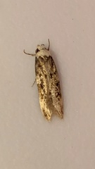 Endrosis sarcitrella