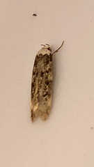 Endrosis sarcitrella