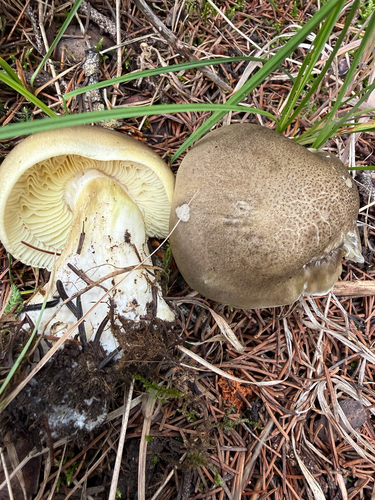 Tricholoma saponaceum — (c) Michael Tidwell, some rights reserved (CC BY)