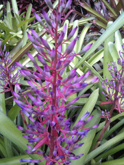 Aechmea fendleri