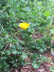 Ranunculus